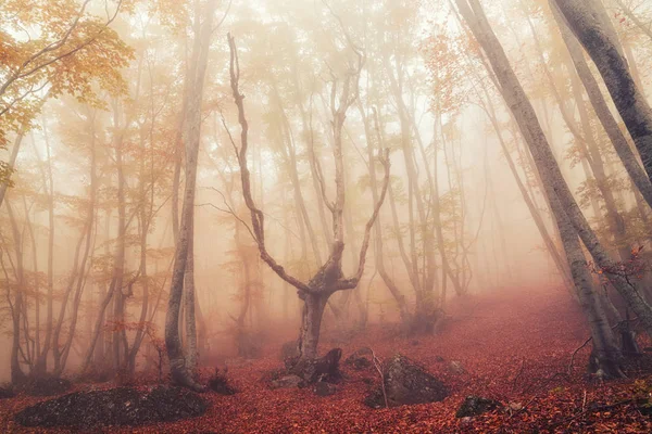 Sonbahar kayın ormanı. Dağ Demerdzhi, Kırım Cumhuriyeti.