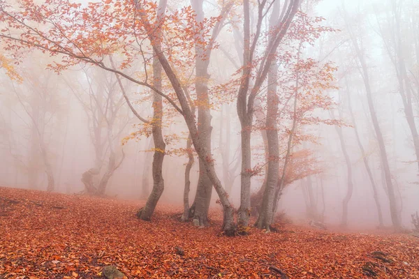 Podzimní Bukový Les Pohořím Demerdži Republika Krym — Stock fotografie