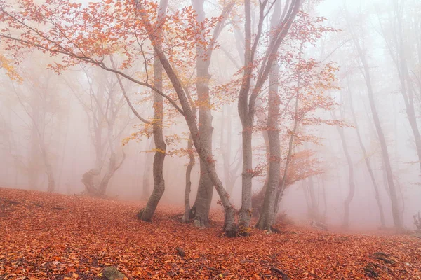 Hêtraie Automne Chaîne Montagnes Demerdzhi République Crimée — Photo