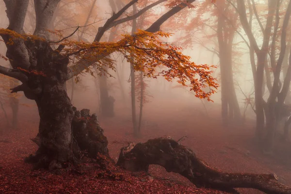 Sonbahar kayın ormanı. Dağ Demerdzhi, Kırım Cumhuriyeti.