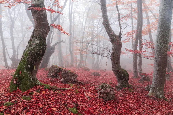 Bosque Haya Otoño Cordillera Demerdzhi República Crimea —  Fotos de Stock