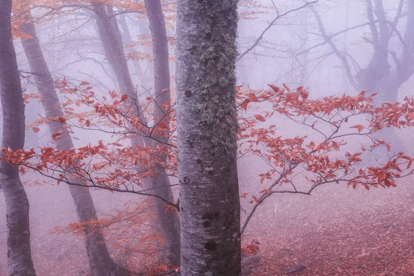 Bosque Haya Otoño Cordillera Demerdzhi República Crimea —  Fotos de Stock