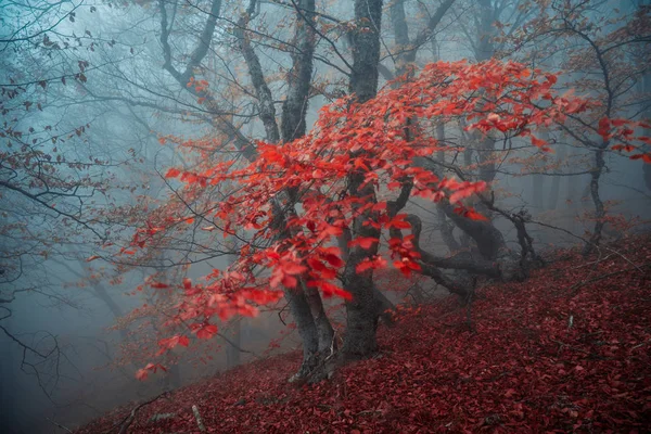 Bosque Haya Otoño Cordillera Demerdzhi República Crimea —  Fotos de Stock