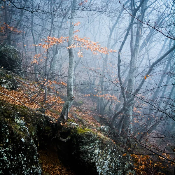 Bosque Haya Otoño Cordillera Demerdzhi República Crimea —  Fotos de Stock