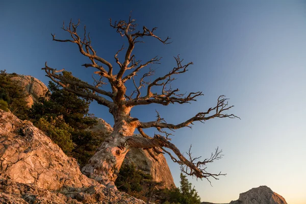 Amanecer Cerca Aldea Novyi Svit Nueva Luz Distrito Ciudad Sudak — Foto de Stock