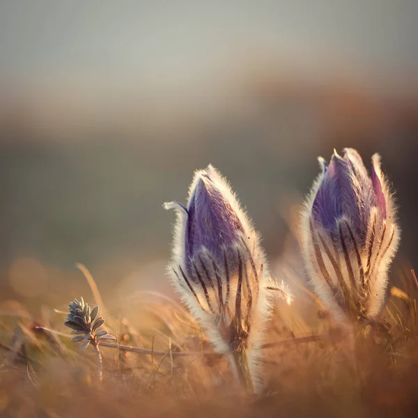 Pulsatilla patens. Demerdzhi, Crimea