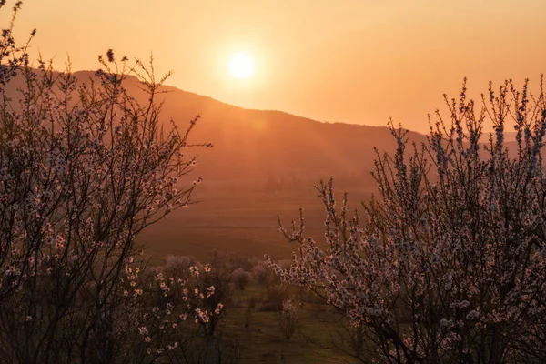 Batan güneşin ışınları kiraz ağacında. Vişne Bahçesi Bahçesaray, Kırım Cumhuriyeti. 
