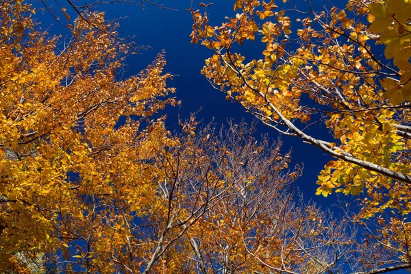 Autumn Beech Forest Mountain Range Demerdzhi Republic Crimea Stock Picture