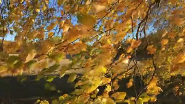 Otoño Brillante Las Hojas Abedul Una Rama Revoloteando Viento — Vídeos de Stock