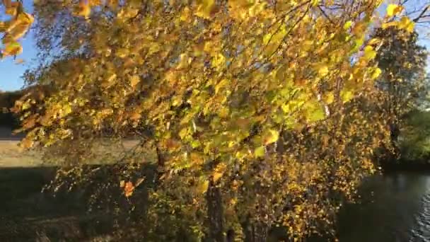 Otoño Brillante Las Hojas Abedul Una Rama Revoloteando Viento — Vídeos de Stock