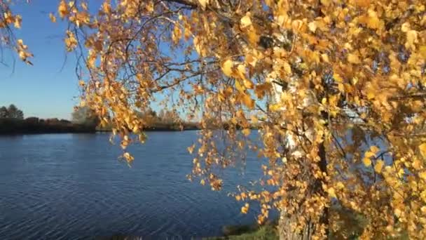 Otoño Brillante Las Hojas Abedul Una Rama Revoloteando Viento — Vídeos de Stock