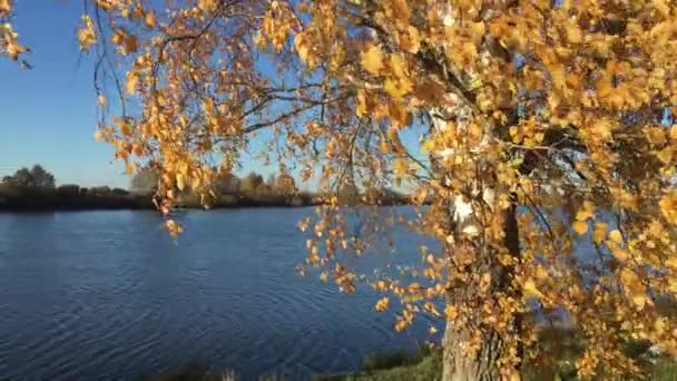 Otoño Brillante Las Hojas Abedul Una Rama Revoloteando Viento — Vídeos de Stock