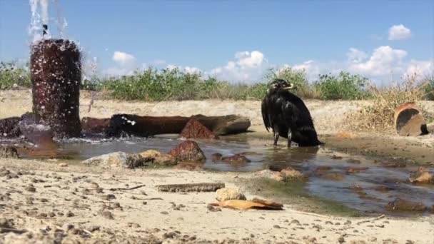Steppe Eagle Aquila Nipalensis Chyornye Zemli Tierras Negras Reserva Natural — Vídeo de stock