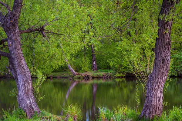Vista Lago Árvores Perto Moscou Rússia — Fotografia de Stock