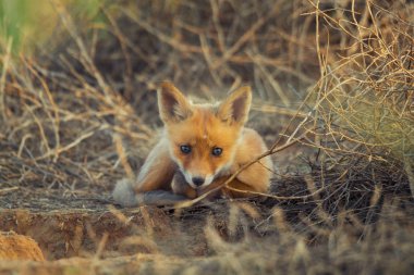 Fox çocuk delik yakın yerde yatan. Chyornye Zemli (kara toprakları) doğa rezerv, Kalmıkya region, Rusya Federasyonu.