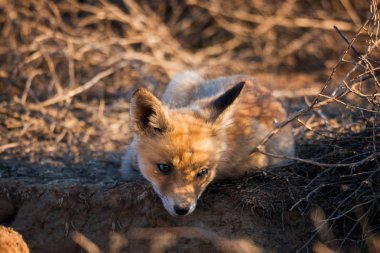 Fox çocuk delik yakın yerde yatan. Chyornye Zemli (kara toprakları) doğa rezerv, Kalmıkya region, Rusya Federasyonu.