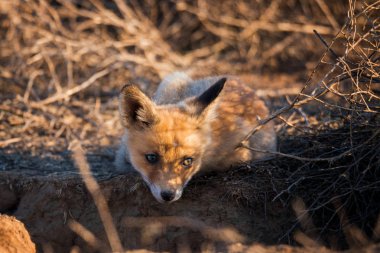 Fox çocuk delik yakın yerde yatan. Chyornye Zemli (kara toprakları) doğa rezerv, Kalmıkya region, Rusya Federasyonu.