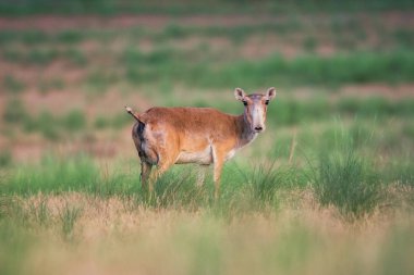 Saiga tatarica kırmızı kitap, Chyornye Zemli (kara toprakları) doğa rezerv, Kalmıkya region, Rusya Federasyonu listelenen.