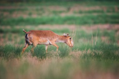 Saiga tatarica kırmızı kitap, Chyornye Zemli (kara toprakları) doğa rezerv, Kalmıkya region, Rusya Federasyonu listelenen.