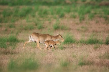 Saiga tatarica kırmızı kitap, Chyornye Zemli (kara toprakları) doğa rezerv, Kalmıkya region, Rusya Federasyonu listelenen.