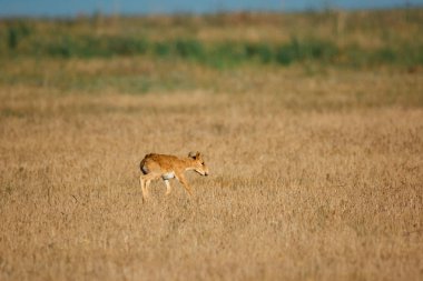 Çocuk Saiga tatarica kırmızı kitap, Chyornye Zemli (kara toprakları) doğa rezerv, Kalmıkya region, Rusya Federasyonu listelenen.