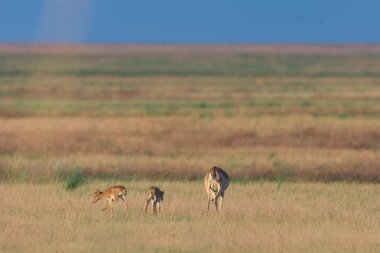 Saiga tatarica kırmızı kitap, Chyornye Zemli (kara toprakları) doğa rezerv, Kalmıkya region, Rusya Federasyonu listelenen.