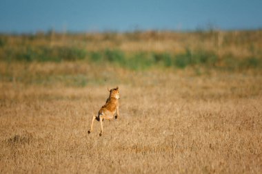 Çocuk Saiga tatarica kırmızı kitap, Chyornye Zemli (kara toprakları) doğa rezerv, Kalmıkya region, Rusya Federasyonu listelenen.