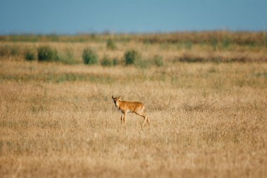 Çocuk Saiga tatarica kırmızı kitap, Chyornye Zemli (kara toprakları) doğa rezerv, Kalmıkya region, Rusya Federasyonu listelenen.