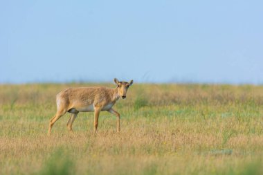 Saiga tatarica kırmızı kitap, Chyornye Zemli (kara toprakları) doğa rezerv, Kalmıkya region, Rusya Federasyonu listelenen.