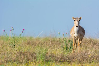 Saiga tatarica kırmızı kitap, Chyornye Zemli (kara toprakları) doğa rezerv, Kalmıkya region, Rusya Federasyonu listelenen.