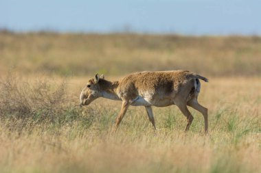 Saiga tatarica kırmızı kitap, Chyornye Zemli (kara toprakları) doğa rezerv, Kalmıkya region, Rusya Federasyonu listelenen.
