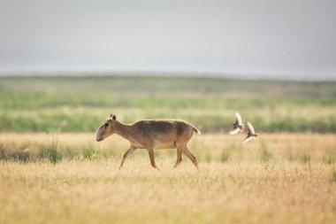 Saiga tatarica kırmızı kitap, Chyornye Zemli (kara toprakları) doğa rezerv, Kalmıkya region, Rusya Federasyonu listelenen.