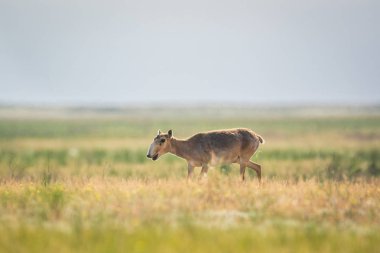 Saiga tatarica kırmızı kitap, Chyornye Zemli (kara toprakları) doğa rezerv, Kalmıkya region, Rusya Federasyonu listelenen.