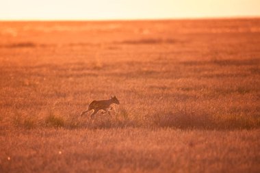 Çocuk Saiga tatarica kırmızı kitap, Chyornye Zemli (kara toprakları) doğa rezerv, Kalmıkya region, Rusya Federasyonu listelenen.