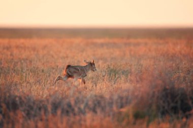 Çocuk Saiga tatarica kırmızı kitap, Chyornye Zemli (kara toprakları) doğa rezerv, Kalmıkya region, Rusya Federasyonu listelenen.