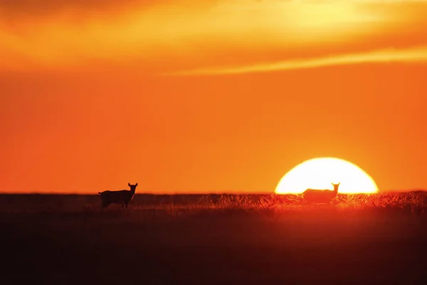 stock image Sunset Saiga tatarica is listed in the Red Book, Chyornye Zemli (Black Lands) Nature Reserve, Kalmykia region, Russia.