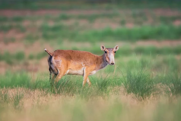 Saiga Tatarica Znajduje Się Red Book Rezerwat Przyrody Chyornye Zemli — Zdjęcie stockowe