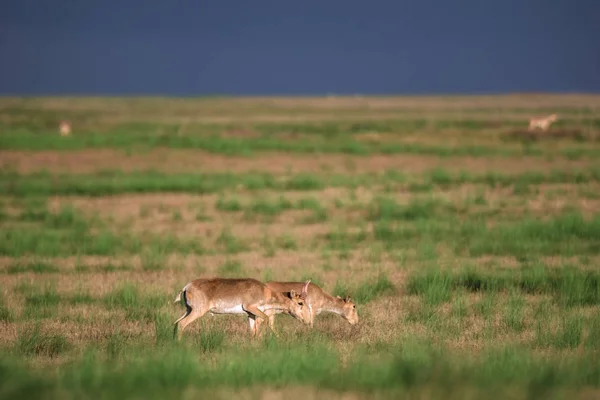 Saiga tatarica is listed in the Red Book, Chyornye Zemli (Black Lands) Nature Reserve, Kalmykia region, Russia.