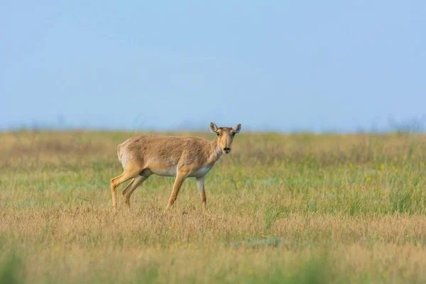 Saiga Tatarica Znajduje Się Red Book Rezerwat Przyrody Chyornye Zemli — Zdjęcie stockowe