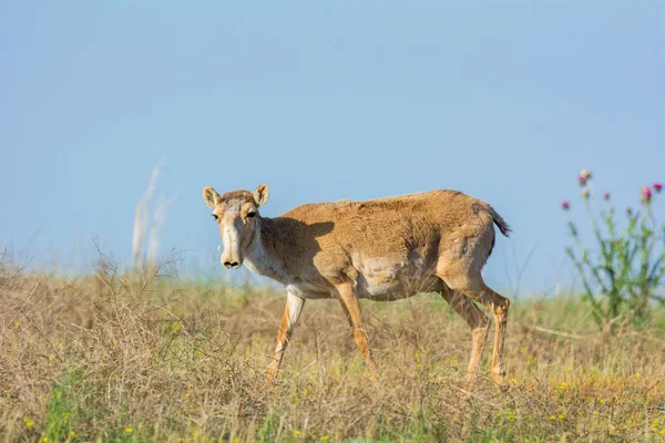 Saiga Tatarica Znajduje Się Red Book Rezerwat Przyrody Chyornye Zemli — Zdjęcie stockowe