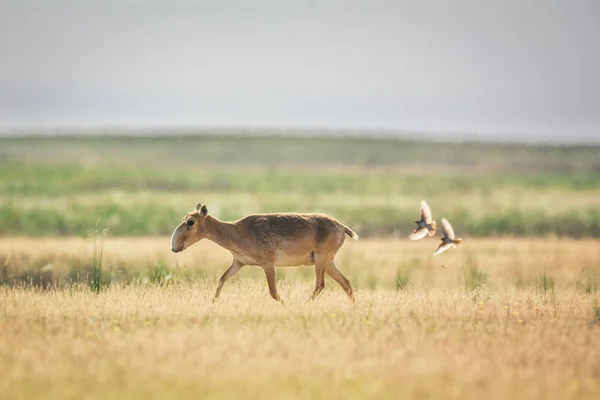 Saiga tatarica kırmızı kitap, Chyornye Zemli (kara toprakları) doğa rezerv, Kalmıkya region, Rusya Federasyonu listelenen.