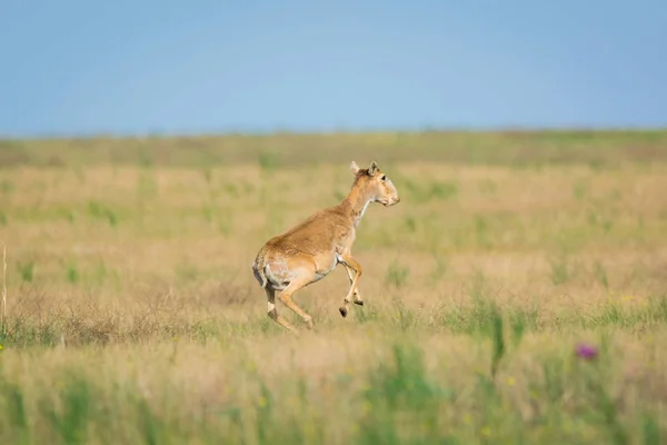 Saiga Tatarica Aparece Libro Rojo Reserva Natural Chyornye Zemli Tierras —  Fotos de Stock