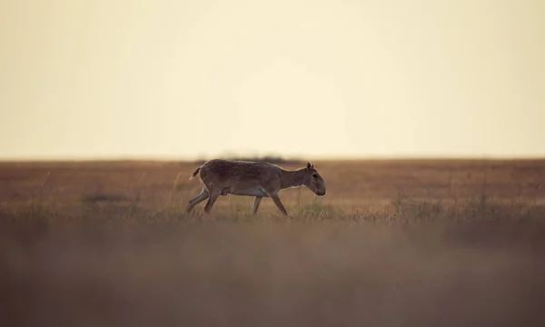 Saiga Tatarica Finns Med Den Röda Boken Chyornye Zemli Svart — Stockfoto