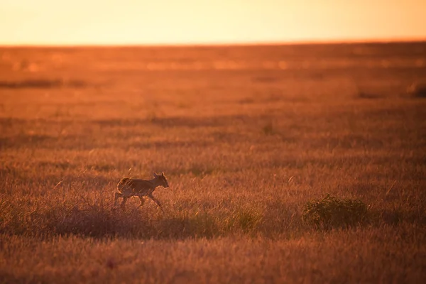 Kid Saiga Tatarica Uveden Červené Knize Chyornye Zemli Černá Země — Stock fotografie