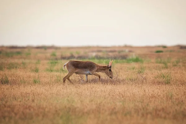 Saiga Tatarica Est Listé Dans Livre Rouge Réserve Naturelle Chyornye — Photo