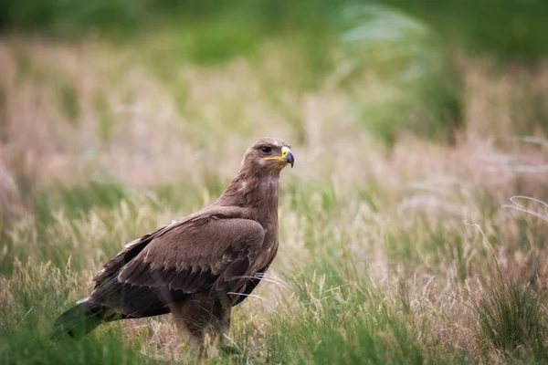 Pusztai Sas Aquila Nipalensis Chyornye Zemli Fekete Föld Természetvédelmi Terület Stock Kép