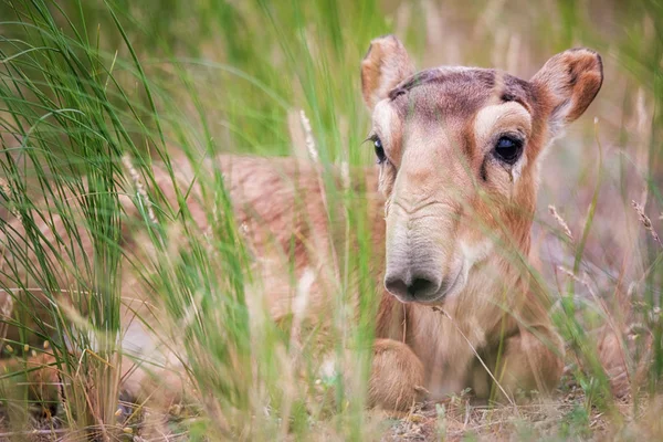 Kid Saiga Tatarica Elencato Nel Libro Rosso Chyornye Zemli Terre — Foto Stock