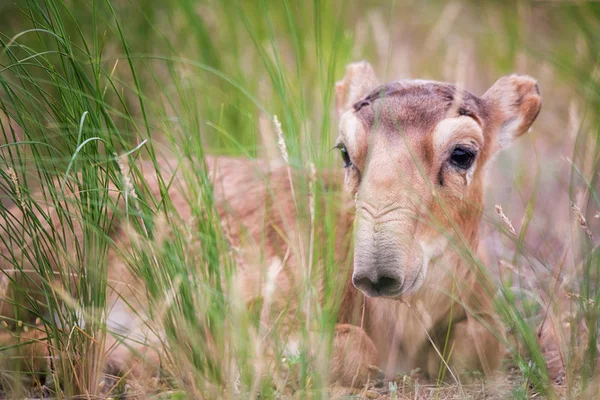 Çocuk Saiga Tatarica Kırmızı Kitap Chyornye Zemli Kara Toprakları Doğa — Stok fotoğraf