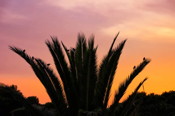 Воробей Резвится Ветвях Пальмы Санта Понса Испания — стоковое фото