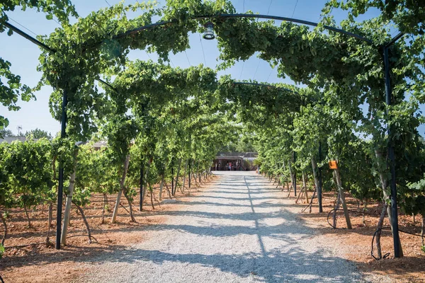 Wijngaard Plantages Mallorca — Stockfoto